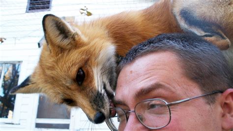 fox videos .